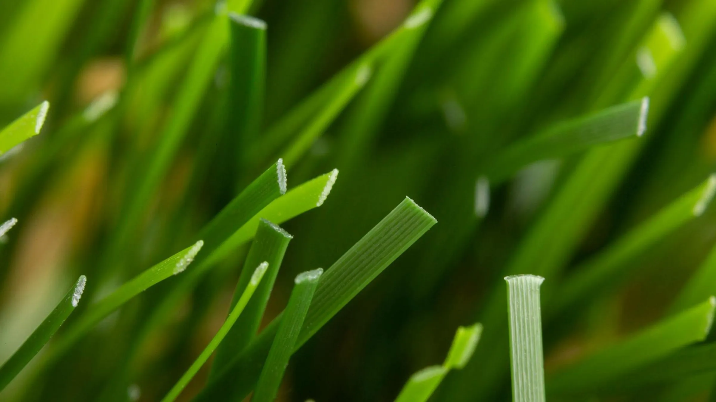 grass