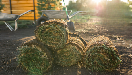 naturel grass naturel grass