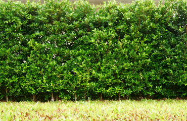 artificial grass fence panel