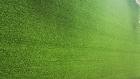 what-is-grass-wall Advantages of Artificial Grass Fence Panels